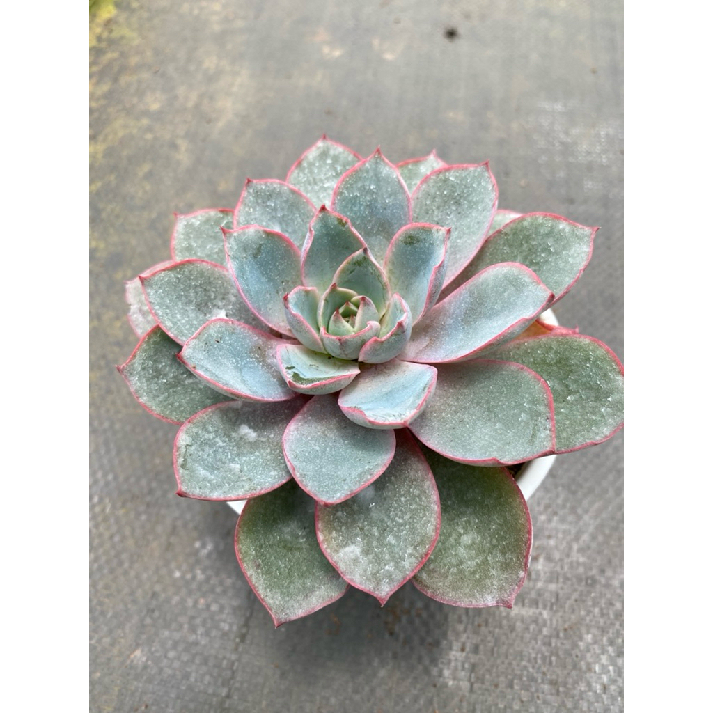 Sen đá hera  size trung 10-12cm LINHDAN GARDEN, lỗi 1 đổi 1!