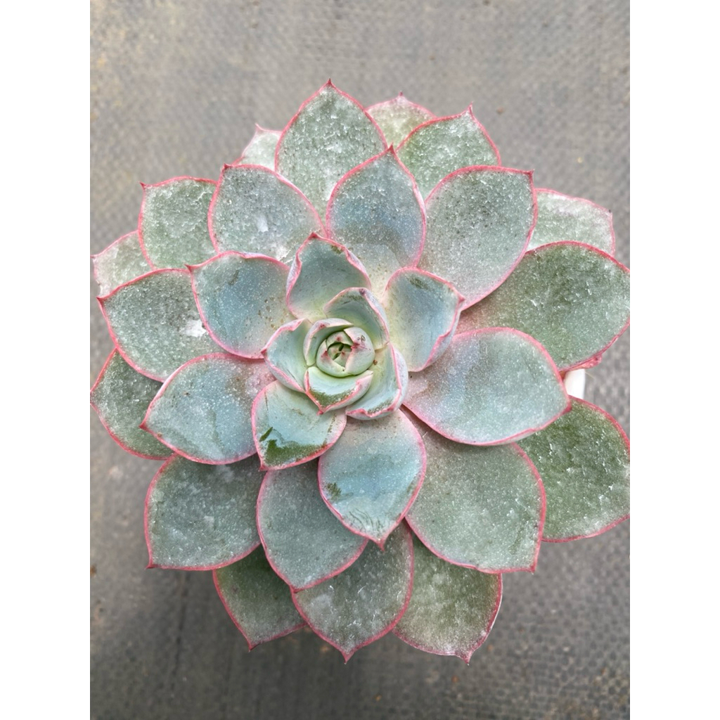 Sen đá hera  size trung 10-12cm LINHDAN GARDEN, lỗi 1 đổi 1!