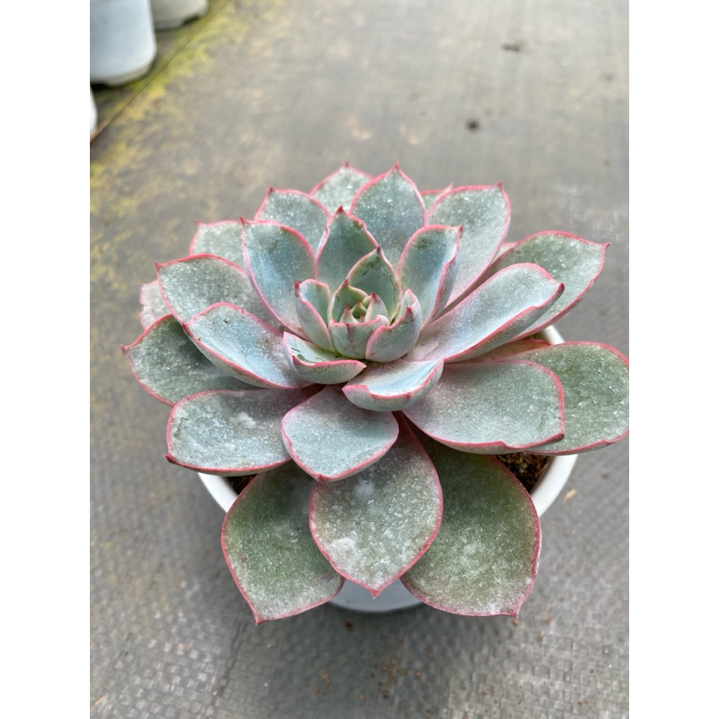 Sen đá hera  size trung 10-12cm LINHDAN GARDEN, lỗi 1 đổi 1!