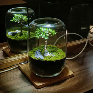 Terrarium Phong Thủy " Tịch Liêu Thụ " quà tặng ý nghĩa  decor bàn làm việc, bàn học s