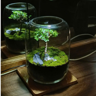Terrarium Phong Thủy " Tịch Liêu Thụ " quà tặng ý nghĩa  decor bàn làm việc, bàn học s