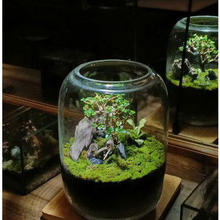 Terrarium Phong Thủy " Tịch Liêu Thụ " quà tặng ý nghĩa  decor bàn làm việc, bàn học s