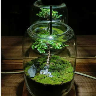 Terrarium Phong Thủy " Tịch Liêu Thụ " quà tặng ý nghĩa  decor bàn làm việc, bàn học s