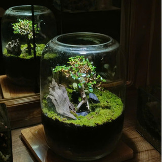 Terrarium Phong Thủy " Tịch Liêu Thụ " quà tặng ý nghĩa  decor bàn làm việc, bàn học s