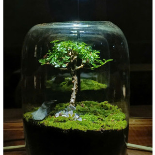 Terrarium Phong Thủy " Tịch Liêu Thụ " quà tặng ý nghĩa  decor bàn làm việc, bàn học s