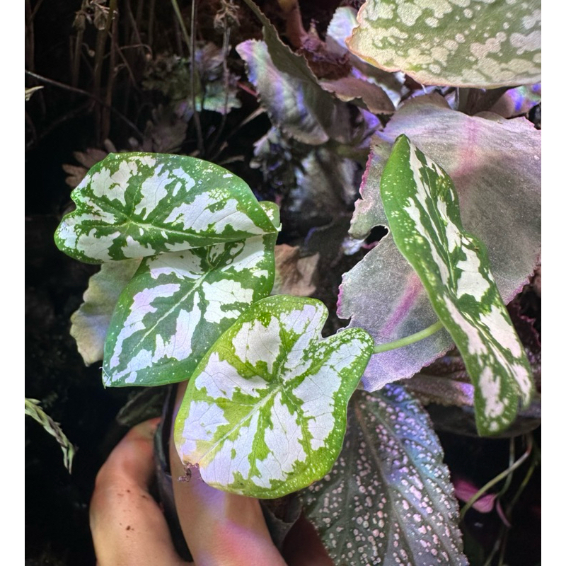 môn đốm trắng caladium setup bán cạn,terrarium