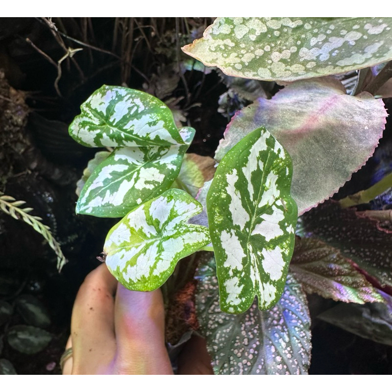 môn đốm trắng caladium setup bán cạn,terrarium