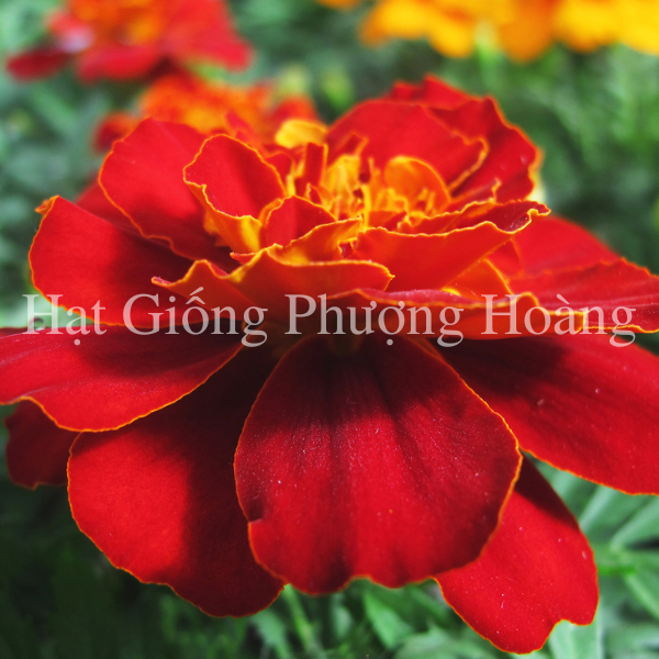 Hoa Vạn Thọ Ban Mai MAR104 Hạt Giống Phượng Hoàng