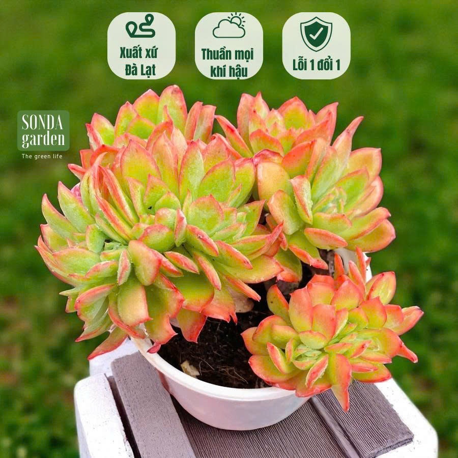 Sen đá bèo phượng hoàng lửa crest SONDA GARDEN thân thụ 1 năm tuổi 1-2 ...