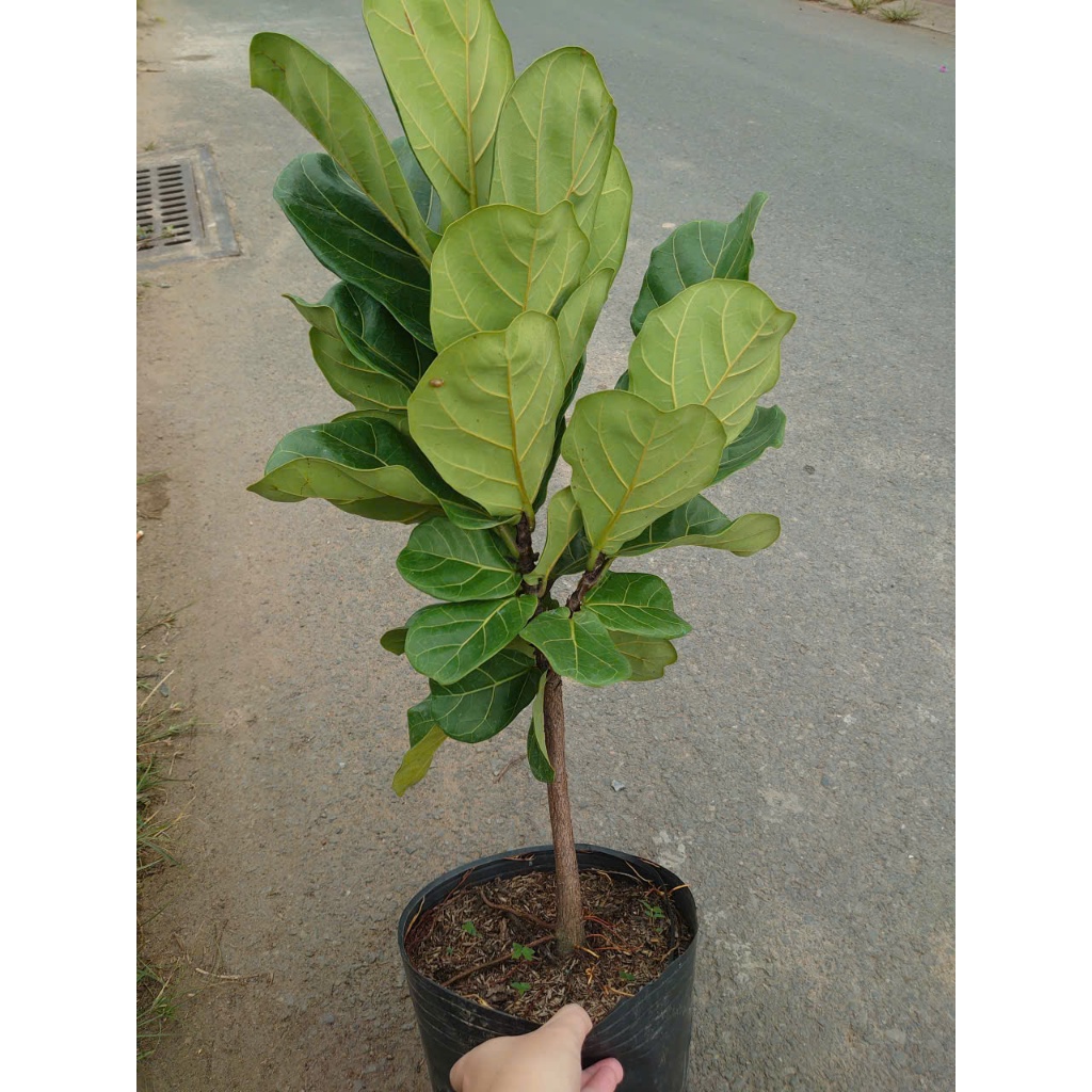 Chậu Cây Bàng Singapore Size Lớn 1 Cốt cao 60-100cm - cây cảnh trong nhà