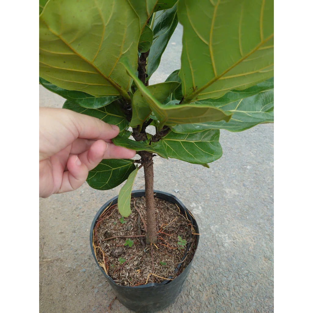 Chậu Cây Bàng Singapore Size Lớn 1 Cốt cao 60-100cm - cây cảnh trong nhà