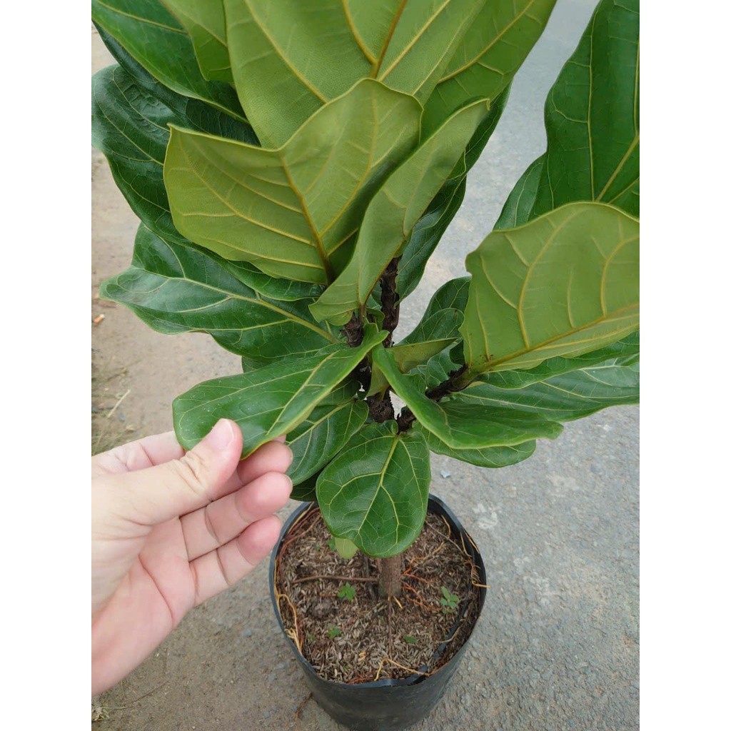 Chậu Cây Bàng Singapore Size Lớn 1 Cốt cao 60-100cm - cây cảnh trong nhà