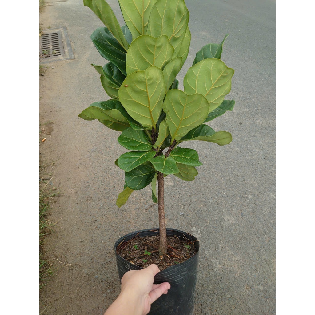 Chậu Cây Bàng Singapore Size Lớn 1 Cốt cao 60-100cm - cây cảnh trong nhà