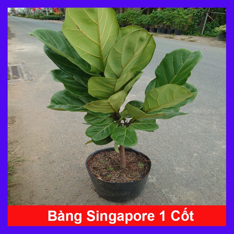 Chậu Cây Bàng Singapore Size Lớn 1 Cốt cao 60-100cm - cây cảnh trong nhà