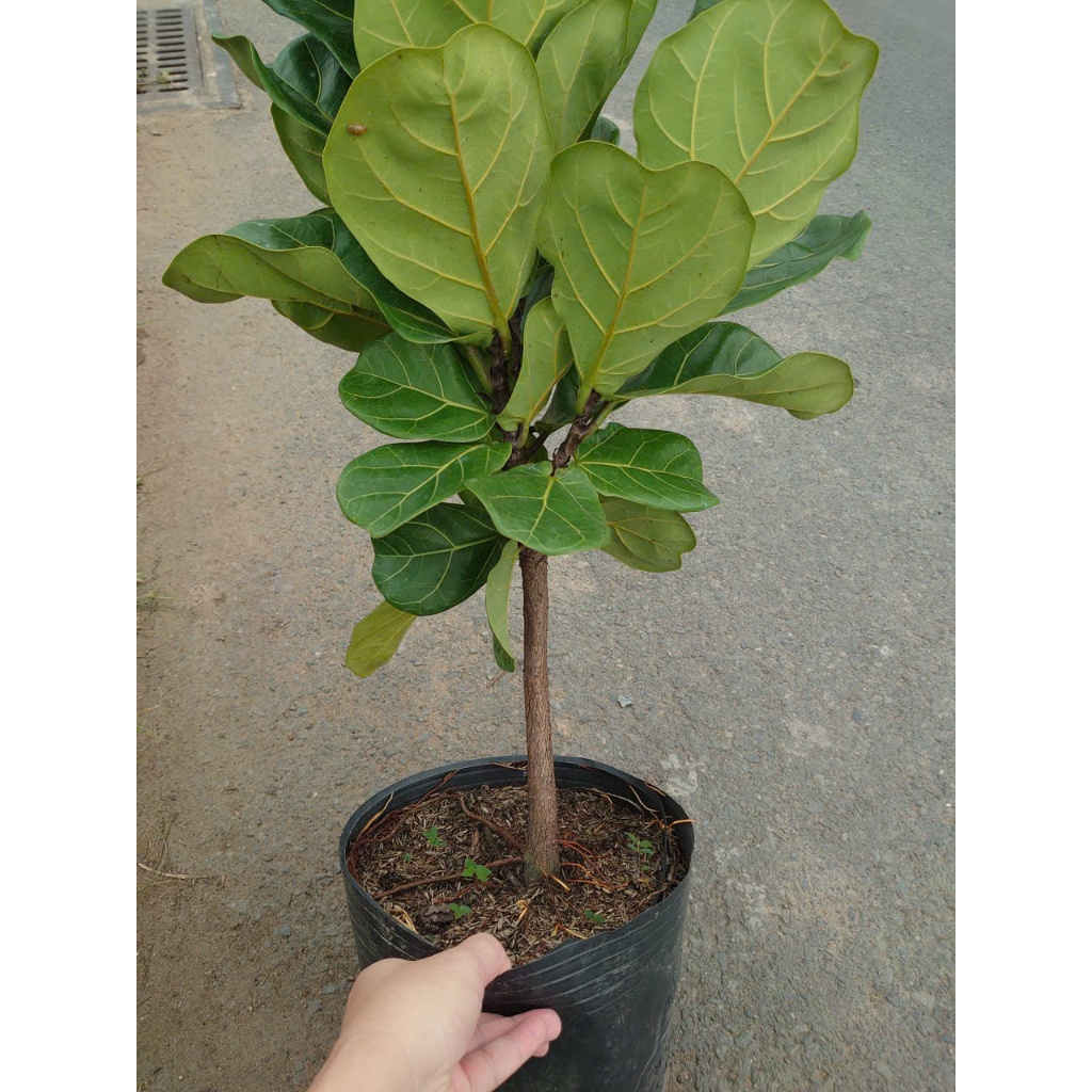 Chậu Cây Bàng Singapore Size Lớn 1 Cốt cao 60-100cm - cây cảnh trong nhà