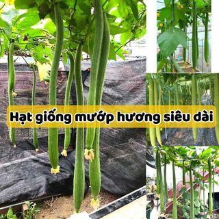 HẠT GIỐNG MƯỚP HƯƠNG SIÊU DÀI, ăn ngọt, thơm và năng suất cao