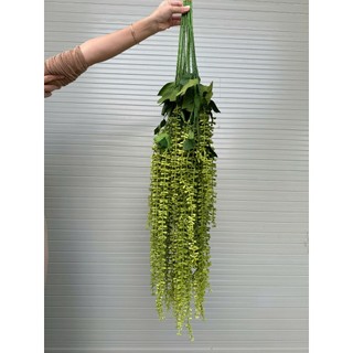 combo 5 rủ tiêu cao su vip 112cm