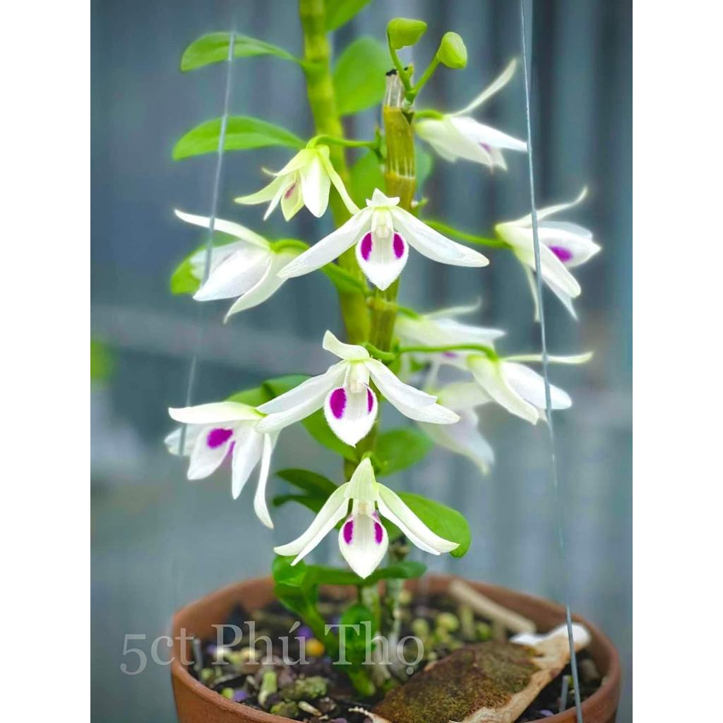 Dã Hạc 5CT Phú  Thọ NĂM 2