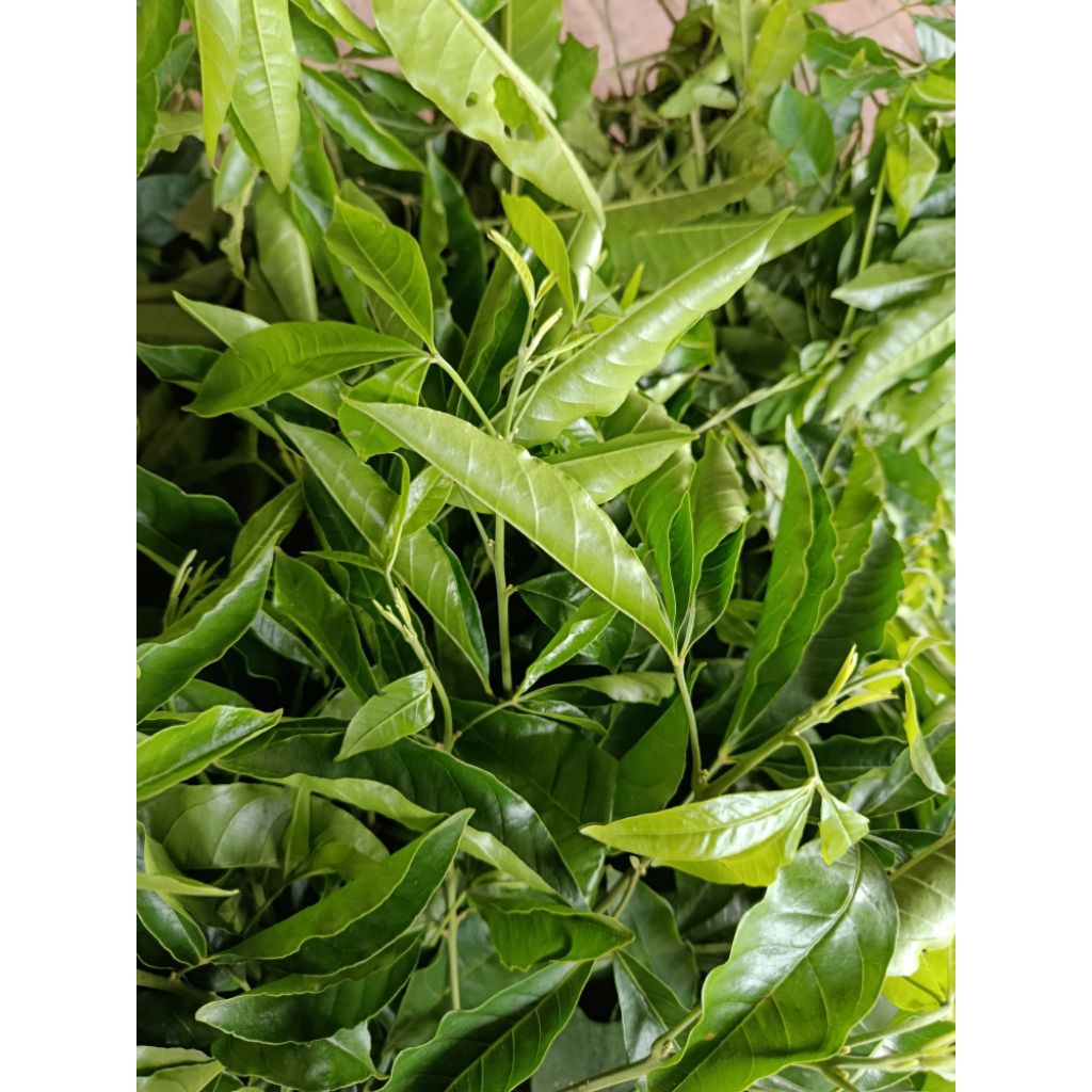 cây ba gạc hay cây ba chạc 3 kg | Shopee Việt Nam