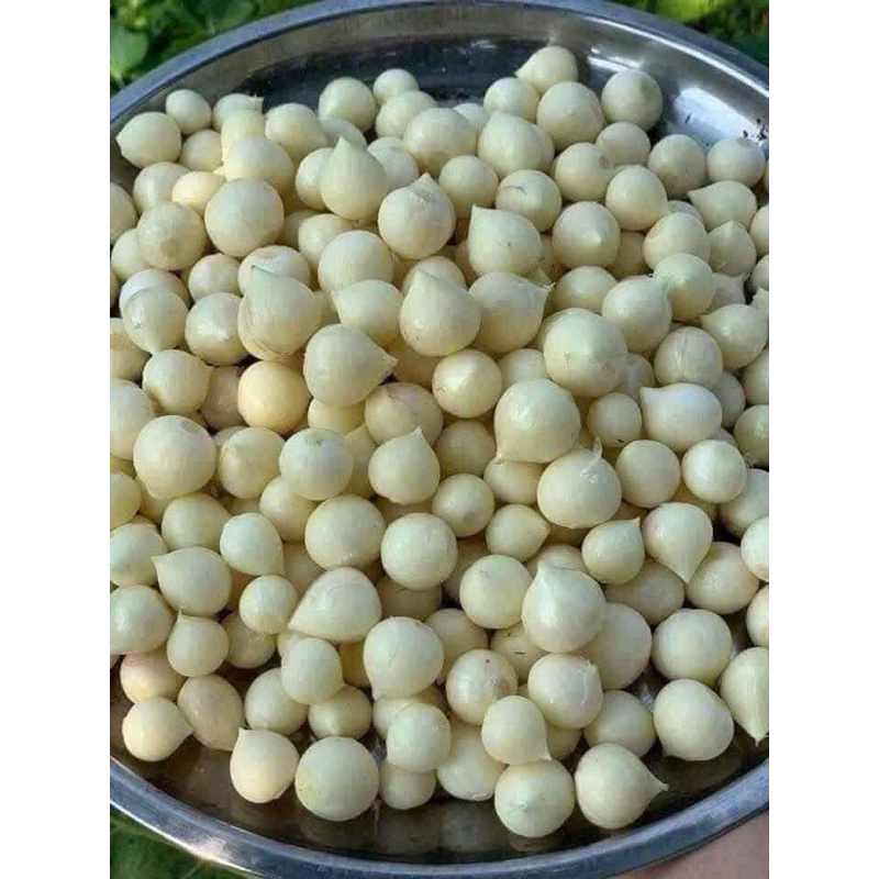 (Hoả Tốc HN) 1kg Tỏi Cô Đơn 1 nhân 1 nhánh ( kèm túi lưới)