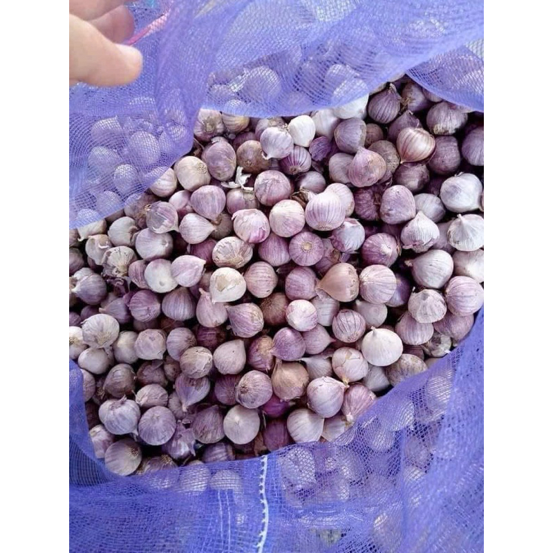 (Hoả Tốc HN) 1kg Tỏi Cô Đơn 1 nhân 1 nhánh ( kèm túi lưới)