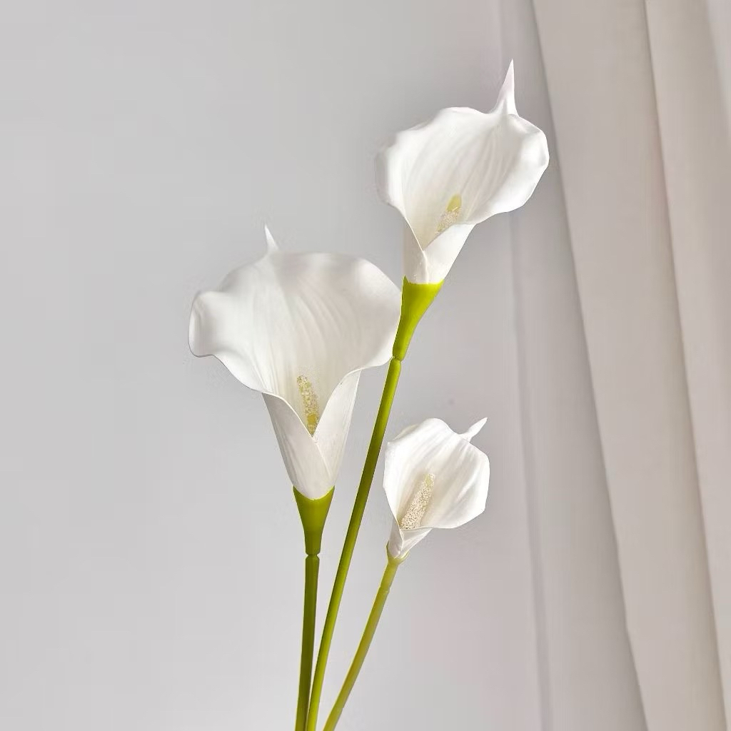 Calla lily - Giá Tốt, Sale Tháng 07, Ship 0 Đồng | Shopee Việt Nam