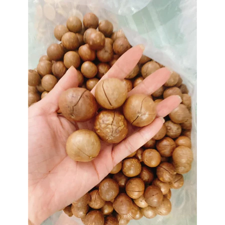1Kg Hạt Macca Nguyên Vị Nứt Vỏ Dễ Tách - Hạt Macca giàu dinh dưỡng