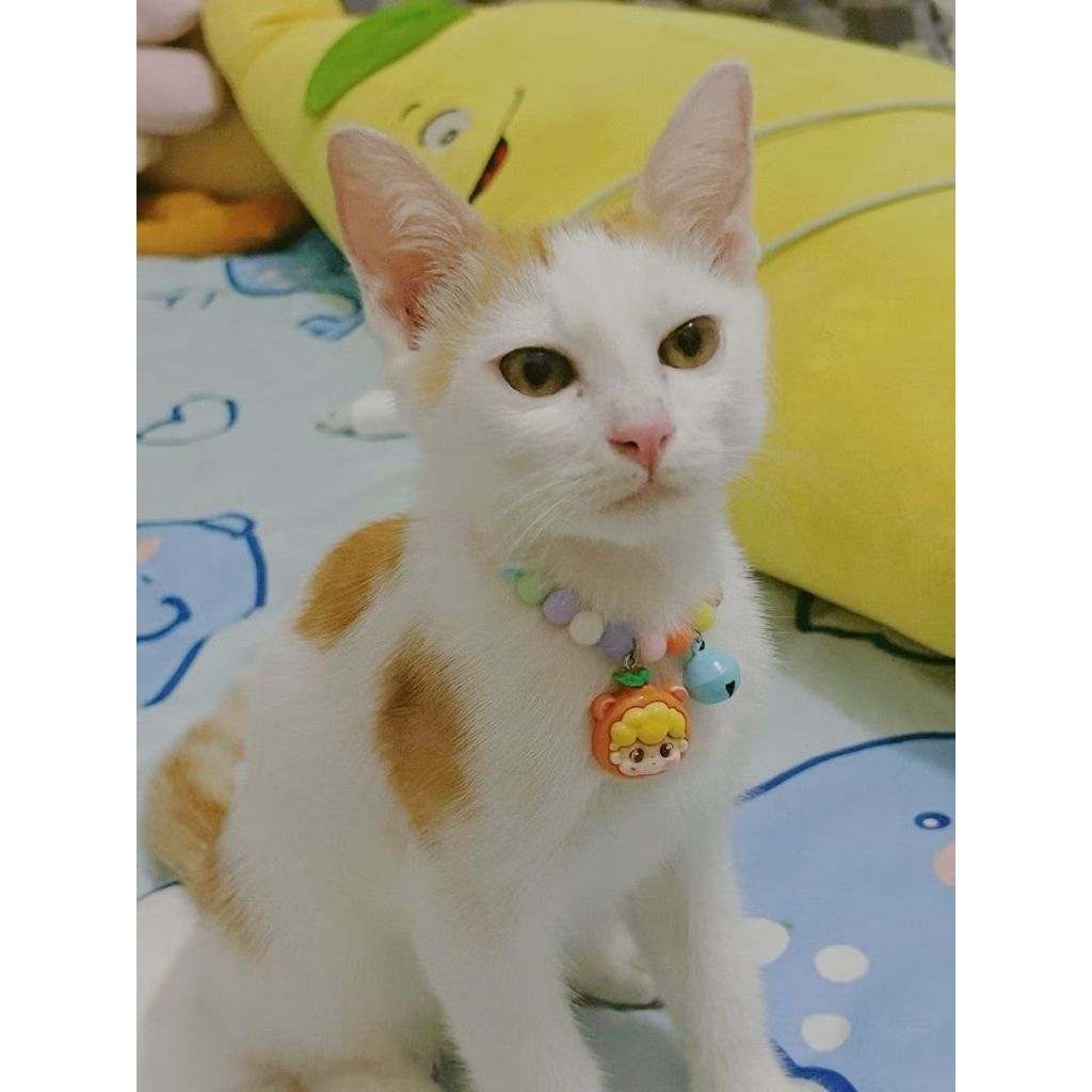 Size XS - Vòng Cổ Pastel Cho Mèo Con - Chiều Dài 15cm+5cm Dây Nối