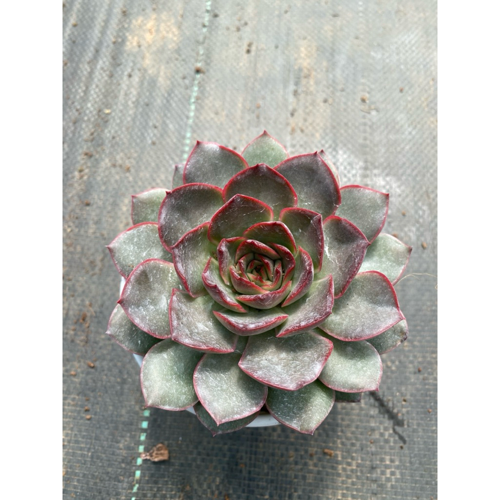 Sen đá Bông hồng đỏ size trung 10-12cm LINHDAN GARDEN, lỗi 1 đổi 1!