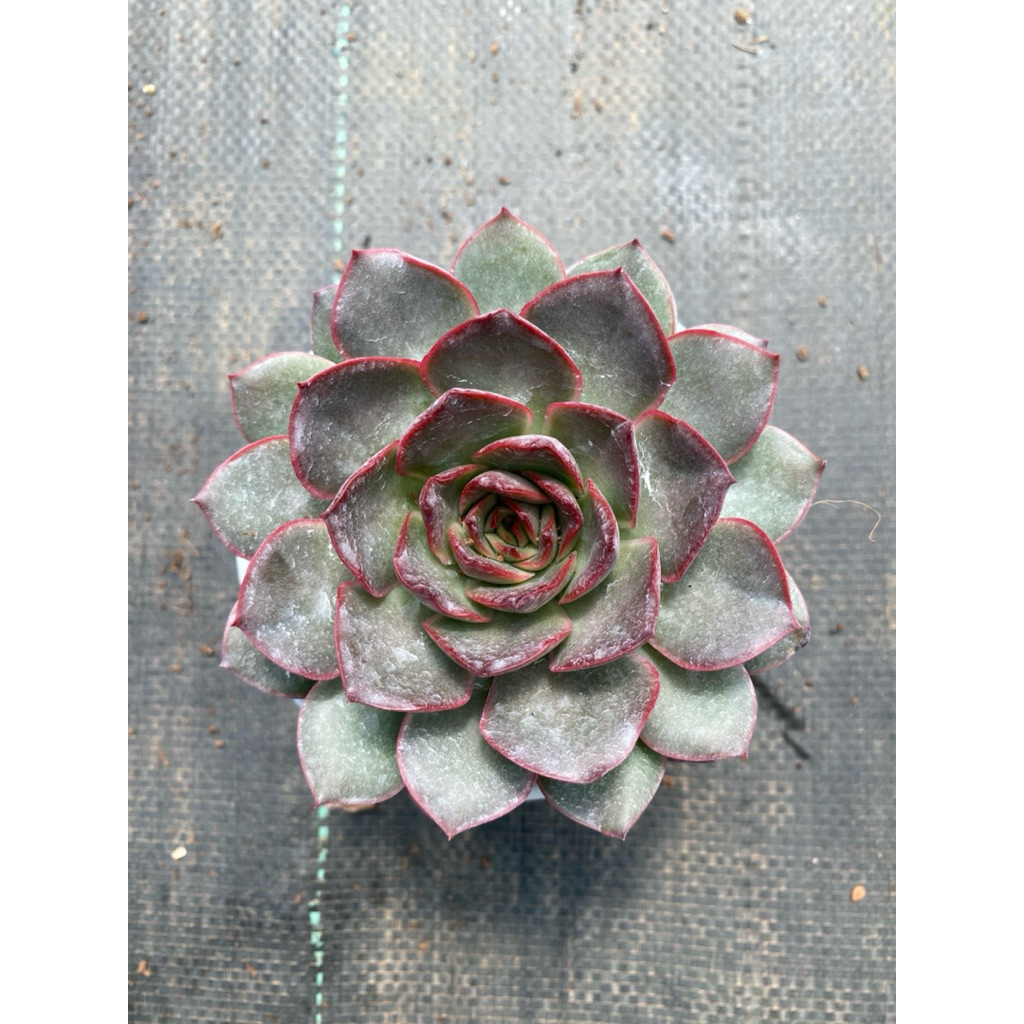 Sen đá Bông hồng đỏ size trung 10-12cm LINHDAN GARDEN, lỗi 1 đổi 1!