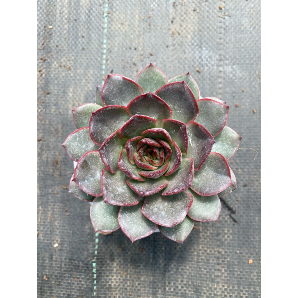 Sen đá Bông hồng đỏ size trung 10-12cm LINHDAN GARDEN, lỗi 1 đổi 1!