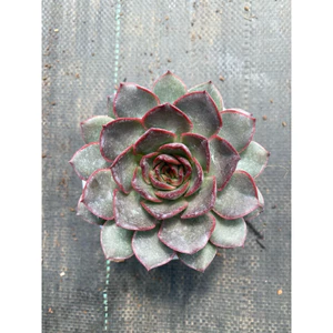 Sen đá Bông hồng đỏ size trung 10-12cm LINHDAN GARDEN, lỗi 1 đổi 1!