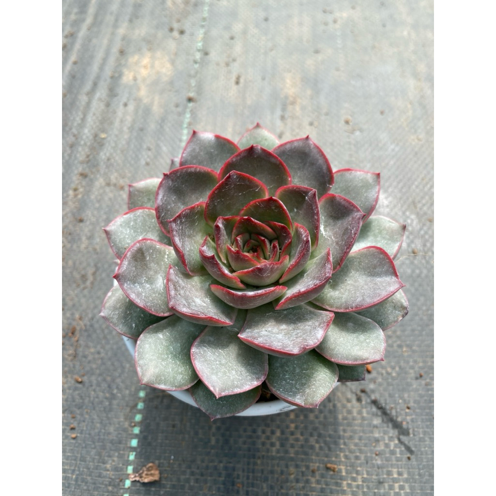 Sen đá Bông hồng đỏ size trung 10-12cm LINHDAN GARDEN, lỗi 1 đổi 1!