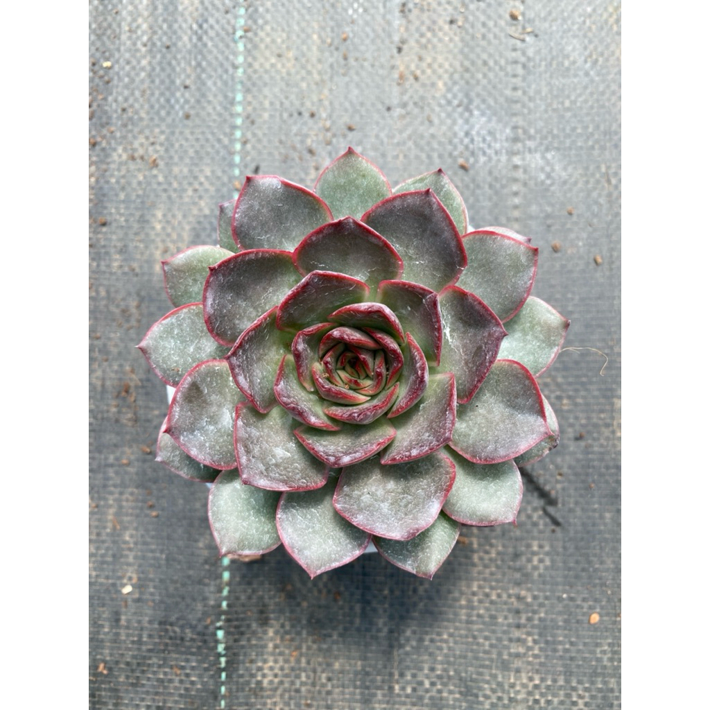 Sen đá Bông hồng đỏ size trung 10-12cm LINHDAN GARDEN, lỗi 1 đổi 1!