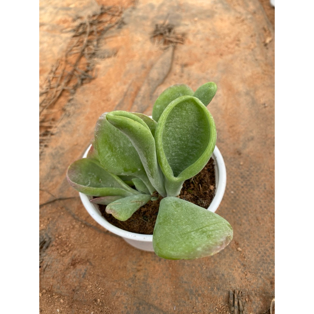Sen đá Kalanchoe Lady Finger size trung 10-12cm LINHDAN GARDEN, lỗi 1 đổi 1!