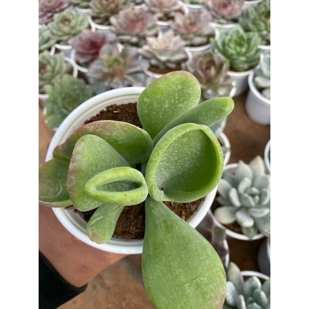 Sen đá Kalanchoe Lady Finger size trung 10-12cm LINHDAN GARDEN, lỗi 1 đổi 1!