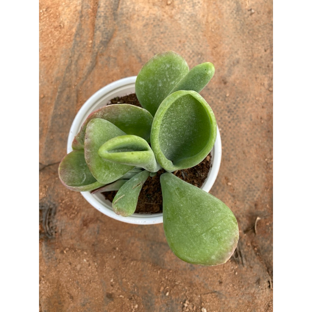 Sen đá Kalanchoe Lady Finger size trung 10-12cm LINHDAN GARDEN, lỗi 1 đổi 1!
