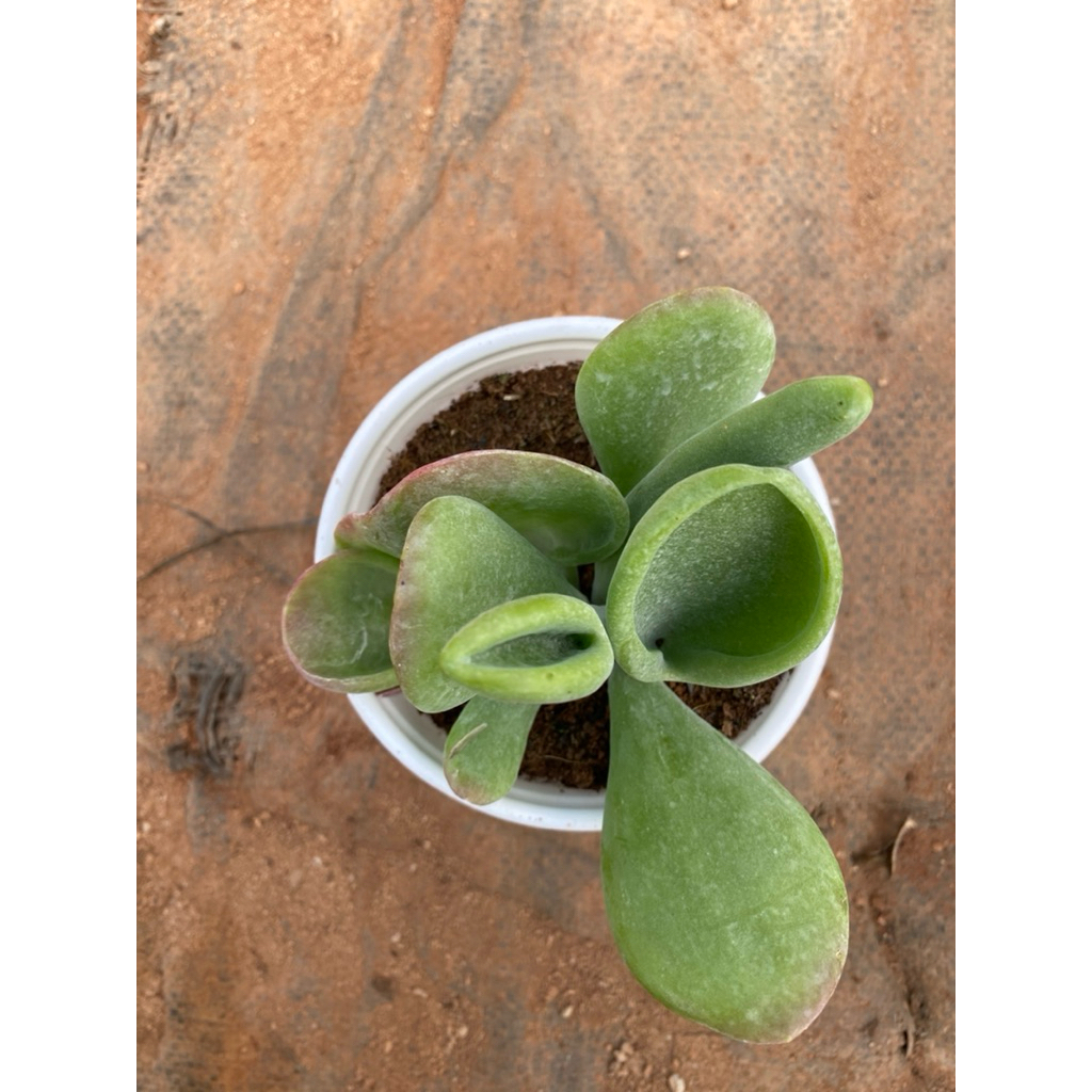 Sen đá Kalanchoe Lady Finger size trung 10-12cm LINHDAN GARDEN, lỗi 1 đổi 1!