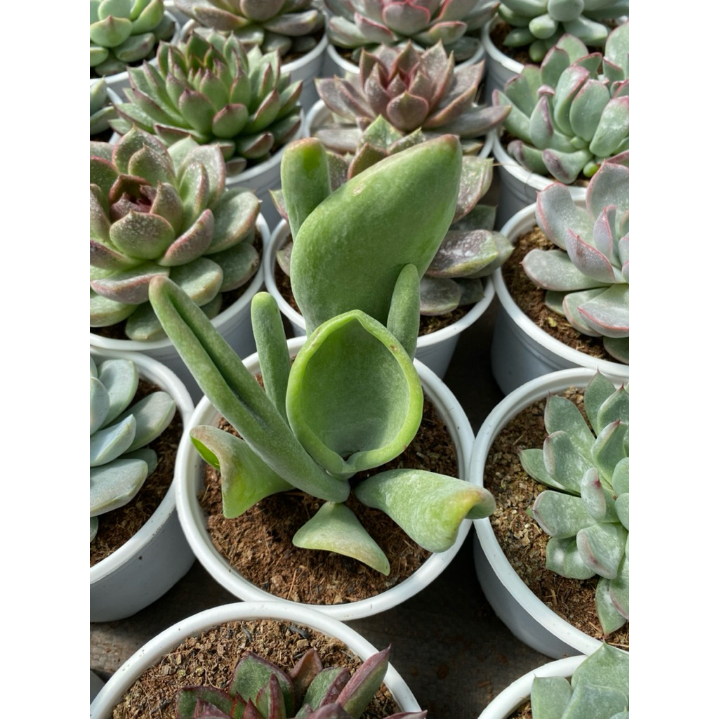 Sen đá Kalanchoe Lady Finger size trung 10-12cm LINHDAN GARDEN, lỗi 1 đổi 1!