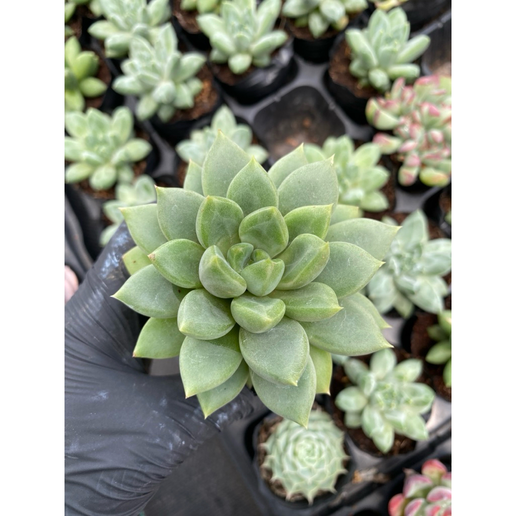 Sen đá quan âm size bầu 5-7cm LINHDAN GARDEN, lỗi 1  đổi 1!