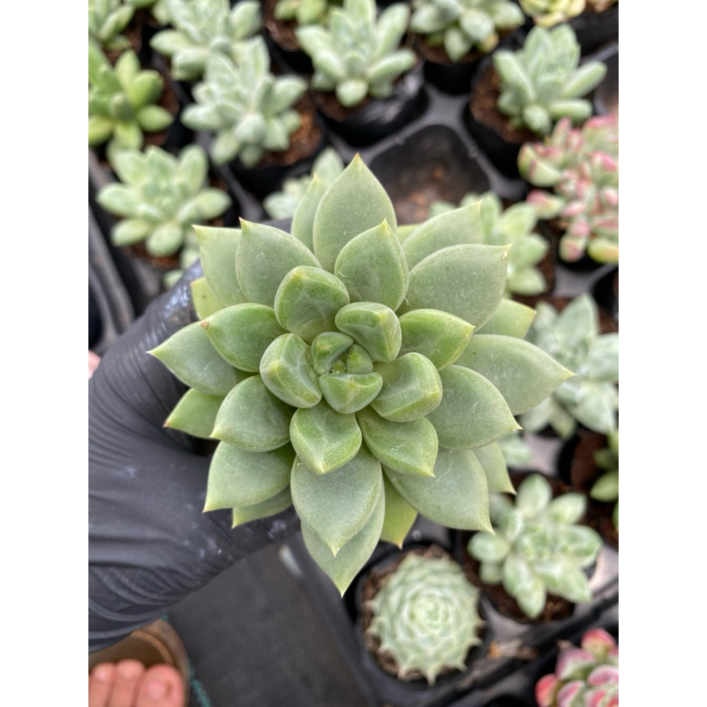 Sen đá quan âm size bầu 5-7cm LINHDAN GARDEN, lỗi 1  đổi 1!