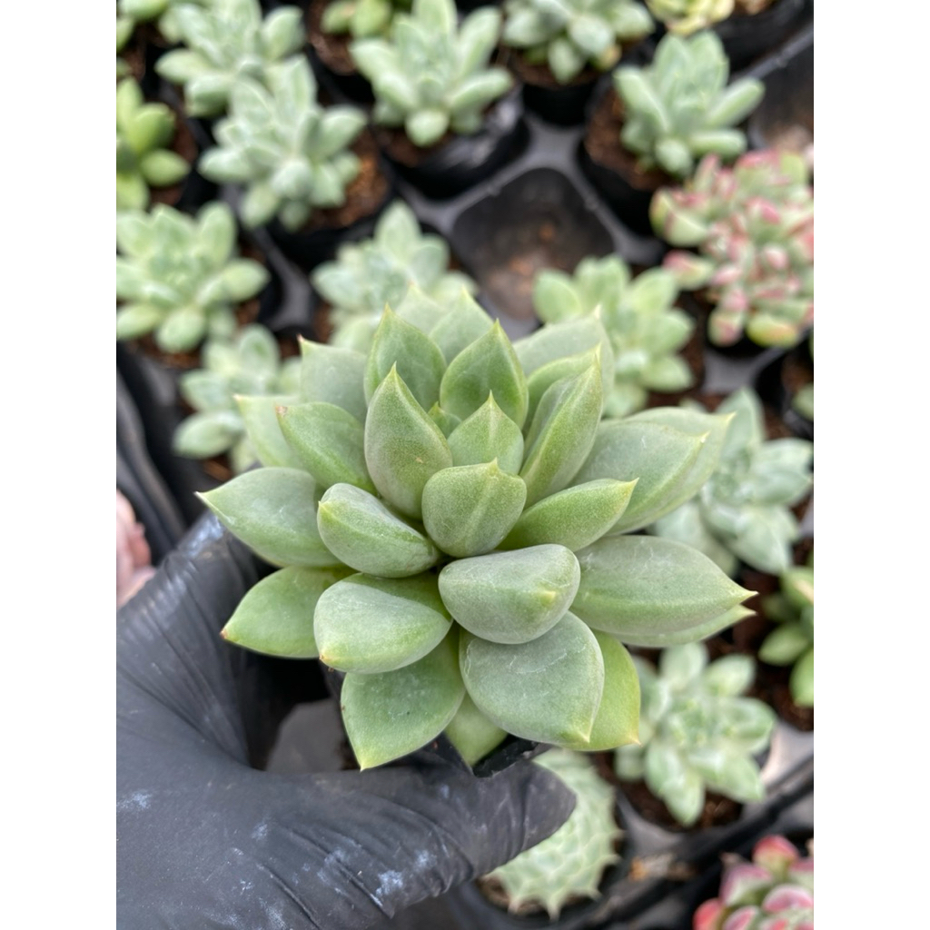 Sen đá quan âm size bầu 5-7cm LINHDAN GARDEN, lỗi 1  đổi 1!