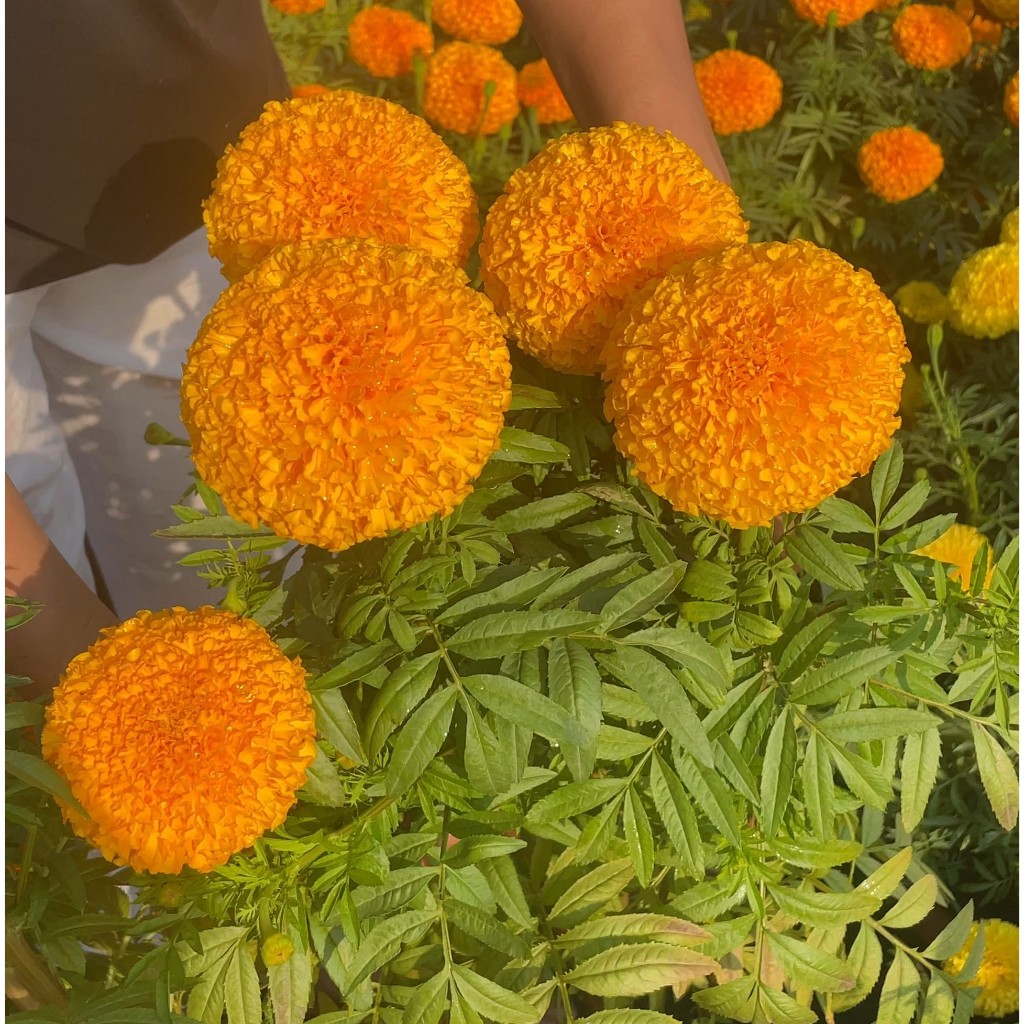 Hoa Vạn Thọ Pháp Cao PH002  Vàng Đậm Hạt Giống Phượng Hoàng