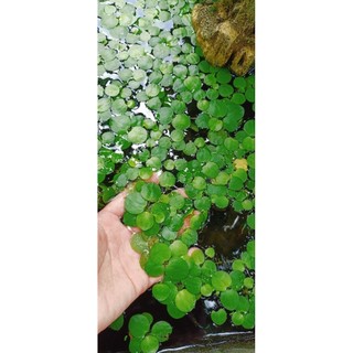 Bèo nhật thủy sinh trang trí hồ cá thủy sinh 10 cây