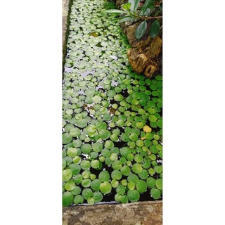 Bèo nhật thủy sinh trang trí hồ cá thủy sinh 10 cây