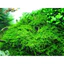 rêu mini xmas trang trí bể thuỷ sinh không cần co2