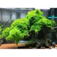 rêu mini xmas trang trí bể thuỷ sinh không cần co2