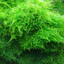 rêu mini xmas trang trí bể thuỷ sinh không cần co2