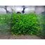 rêu mini xmas trang trí bể thuỷ sinh không cần co2