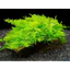 rêu mini xmas trang trí bể thuỷ sinh không cần co2